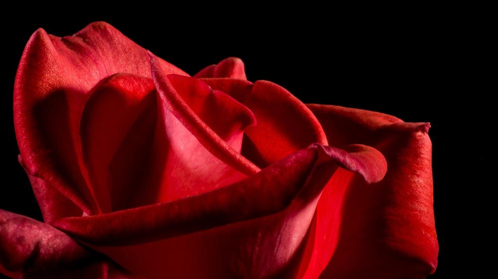 Red Roses Meaning in Relationships