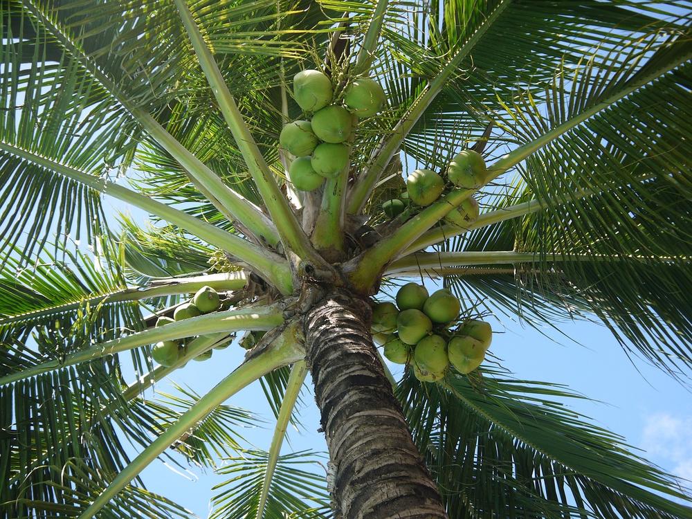 The Spiritual Meaning of Coconut