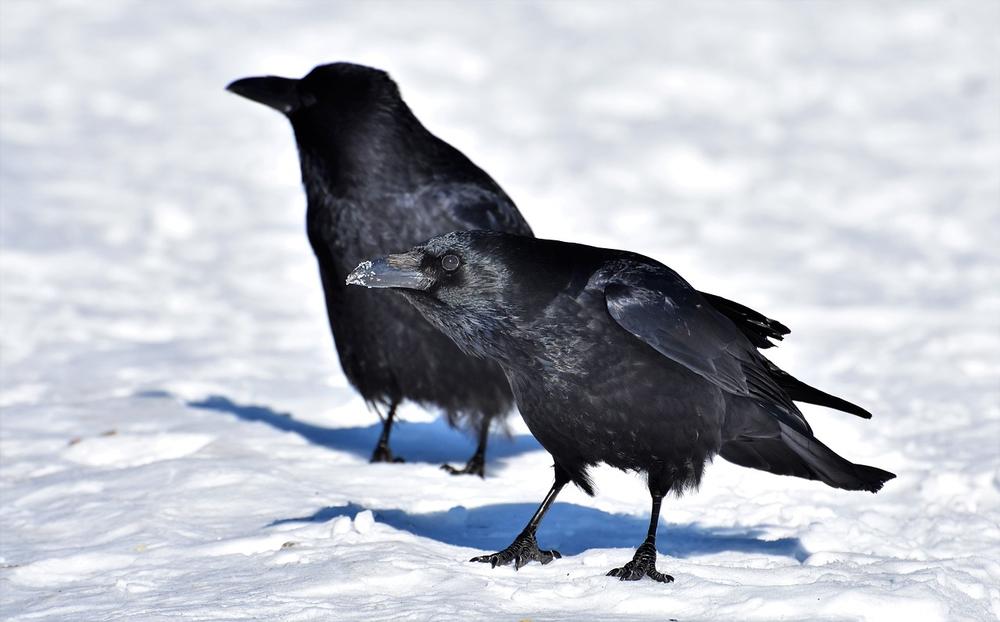 The Wisdom and Spiritual Power of Crows