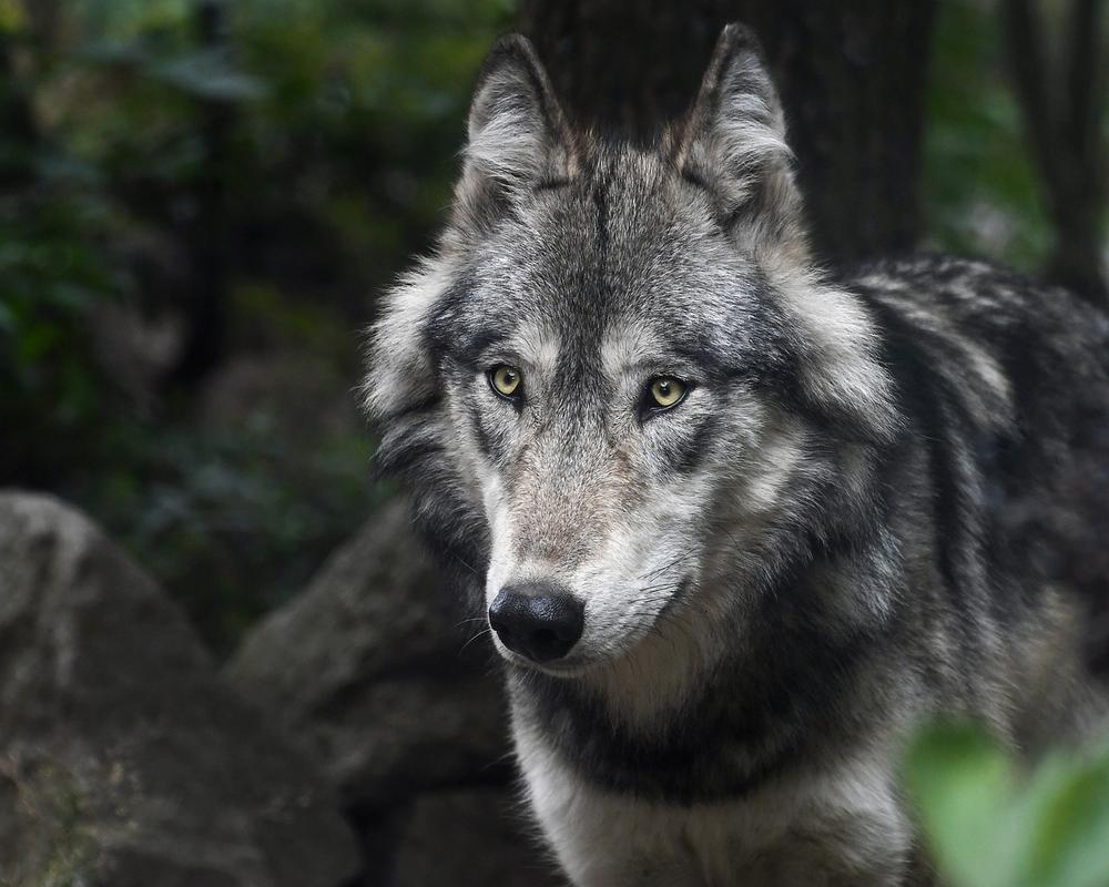 The Sacred Teachings and Spiritual Significance of Wolves in Native American Culture