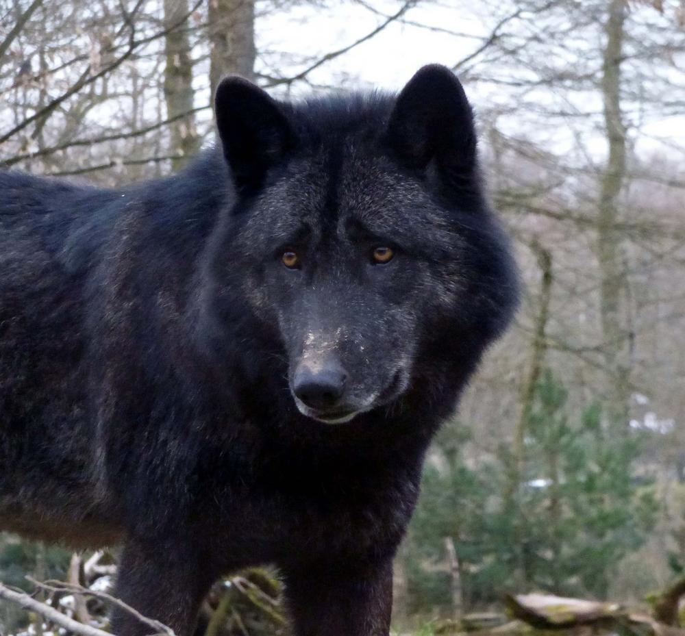Unveiling the Hidden Meanings of the Black Wolf