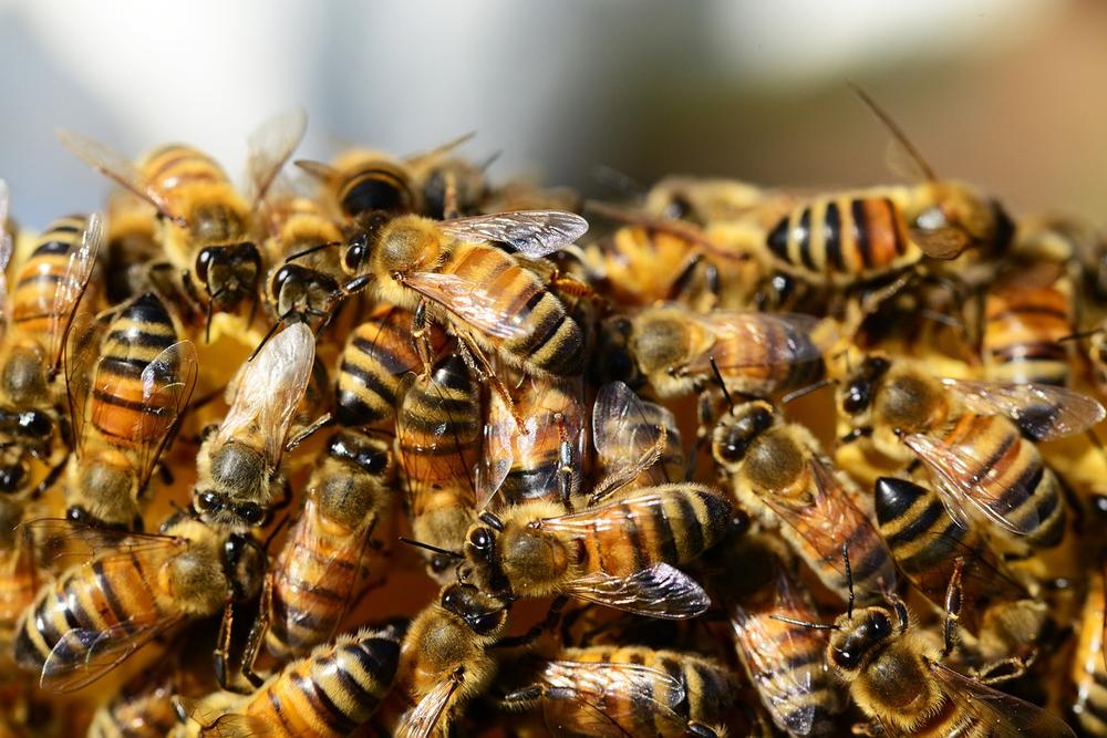 Nurturing and Protecting Life: Honey Bees' Lessons