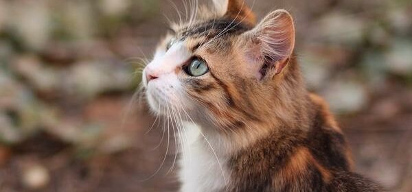 Cat Colors and What They Mean Spiritual Meaning