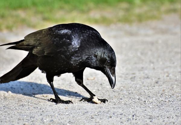 Spiritual Difference Between Crow and Raven