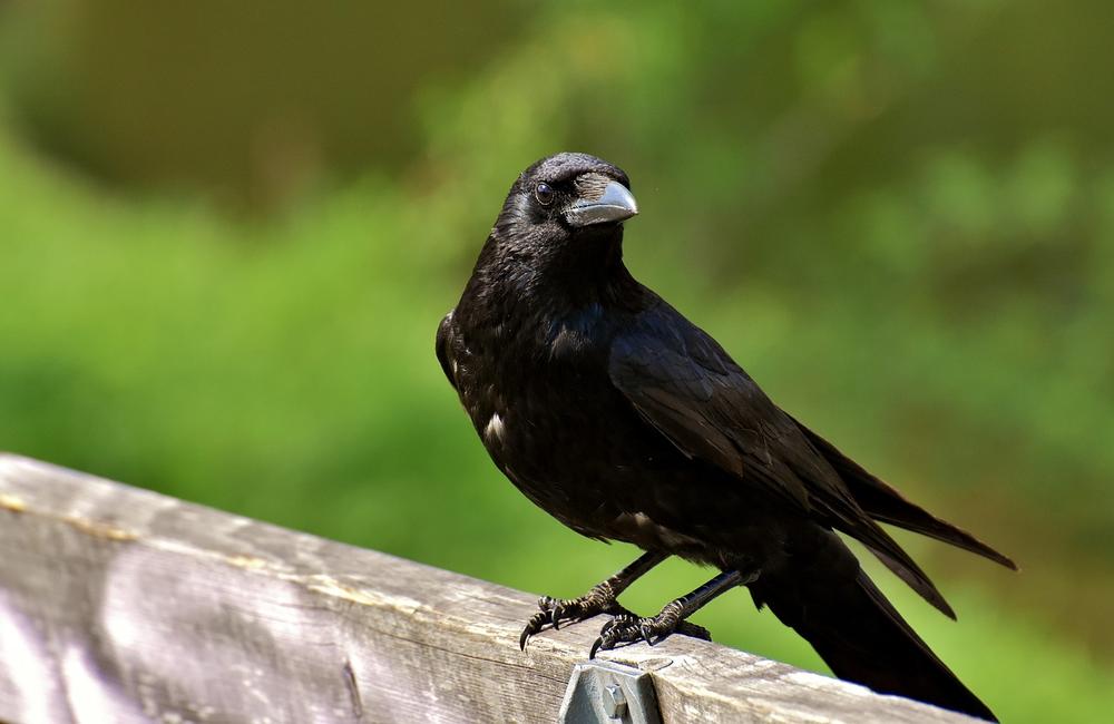 The Transformative Power of Crow Medicine