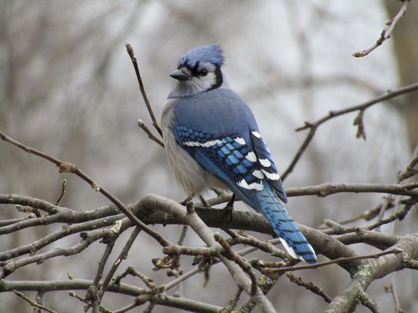 What Is the Spiritual Meaning of a Blue Jay