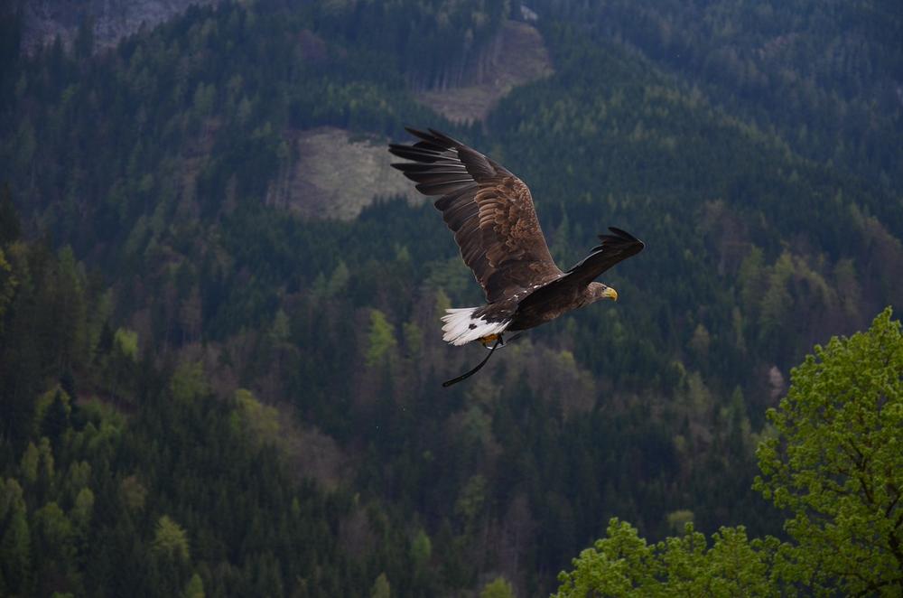 What Are the Spiritual Qualities of the Eagle?