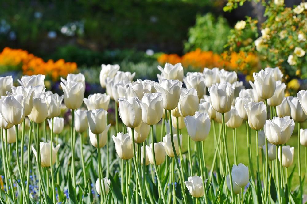 The Multifaceted Symbolism of Tulip Colors