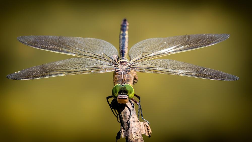 Dragonfly Spirit Animal Symbolism