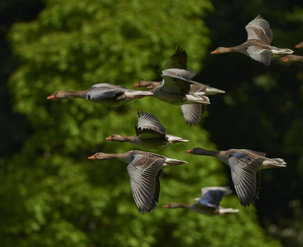 Seeing a Flock of Birds Spiritual Meaning