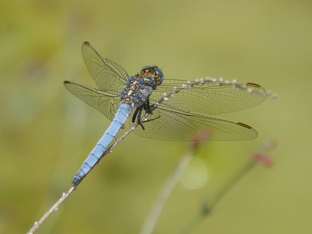 How Can One Utilize the Spiritual Meaning of a Blue Dragonfly in Their Lives?