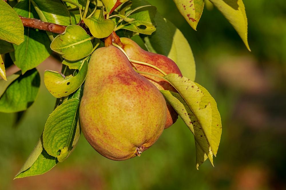 The Significance of the Pear Fruit