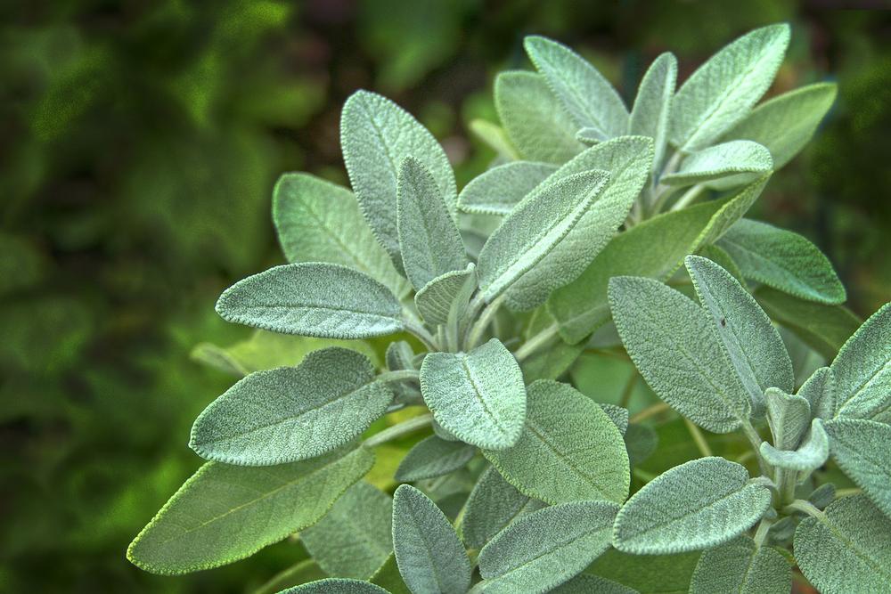 The Cleansing Power and Spiritual Benefits of Sage Smudging