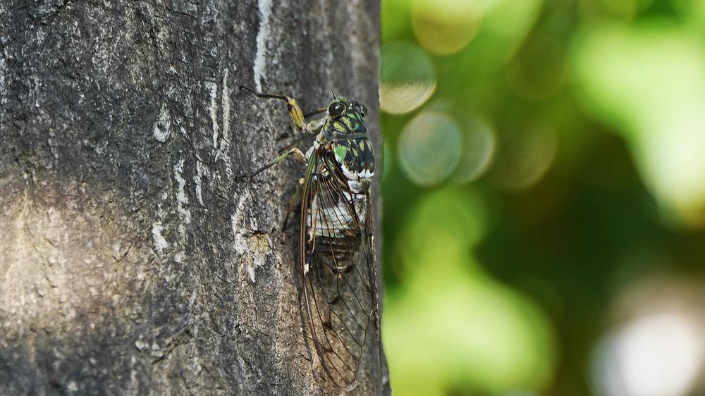 6 Interpretations: Spiritual Meaning of Cicadas