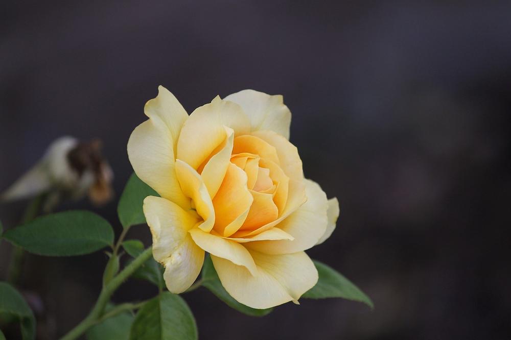 What Are the Spiritual Significances of the Rose?