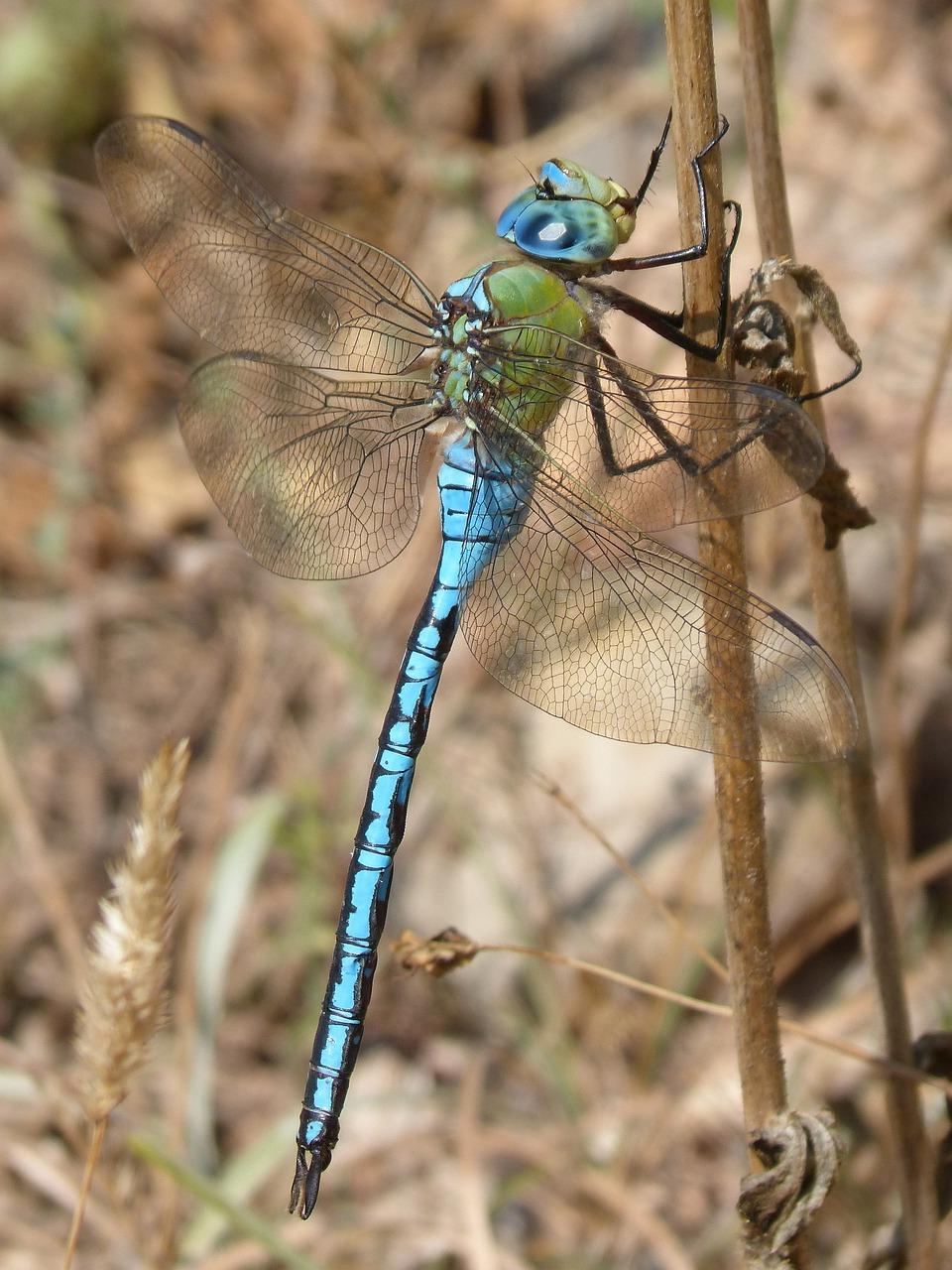 The Profound Symbolism of a Blue Dragonfly in Multiple Dimensions