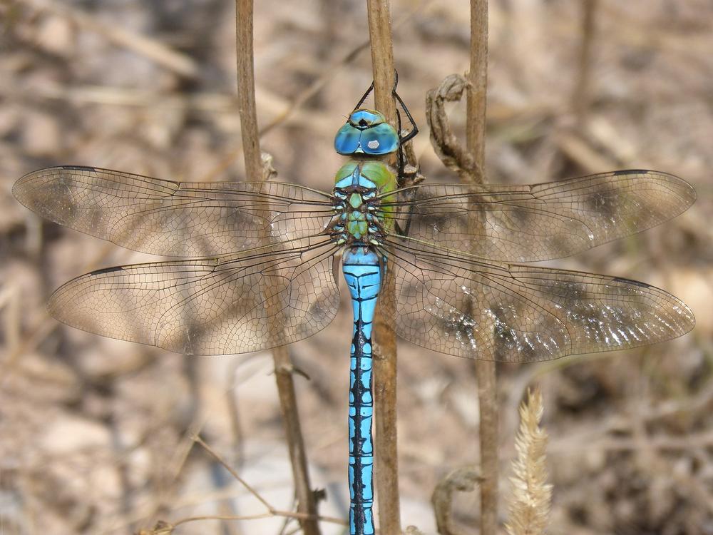 Blue Dragonfly Symbolism in Money, Career, and Success