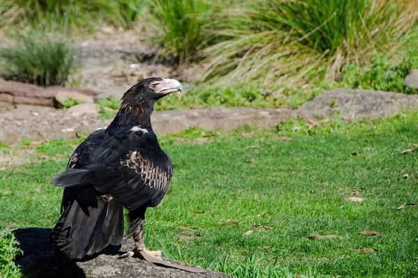 Wedge Tail Eagle Spiritual Meaning