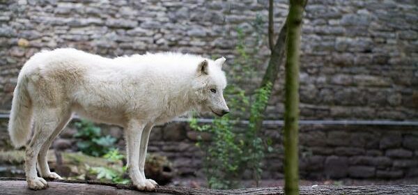 White Wolf Spiritual Meaning