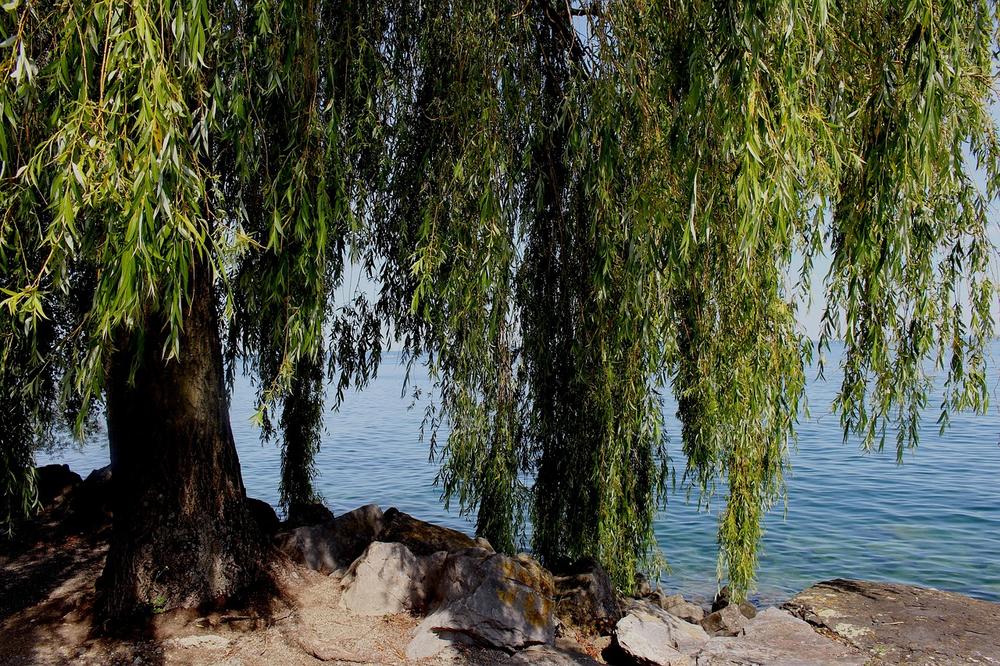 Connecting With Nature: The Spiritual Essence of Willow Trees