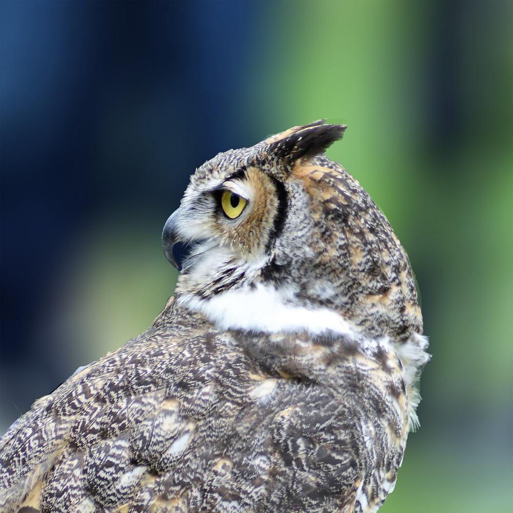 Embracing the Great Horned Owl's Spiritual Meaning in Personal Growth