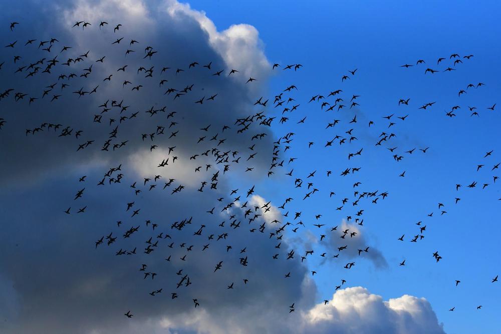 Unraveling the Symbolic Depth of Birds Soaring in Unity