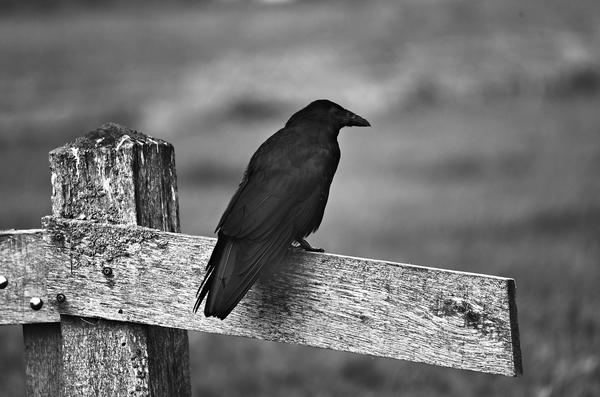 Black & White Crow Spiritual Meaning: Wisdom!