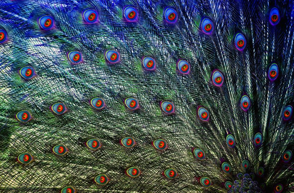 Harnessing the Power of Peacock Feathers in Daily Life
