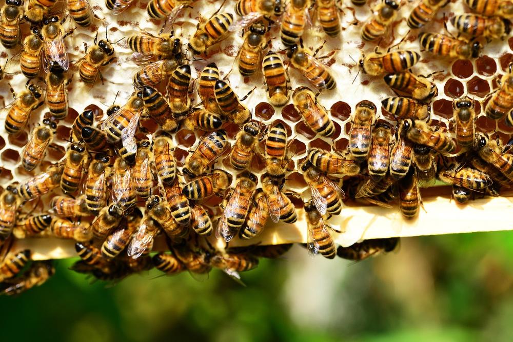 Discovering the Ingenuity of Bees Through Adaptability and Resourcefulness