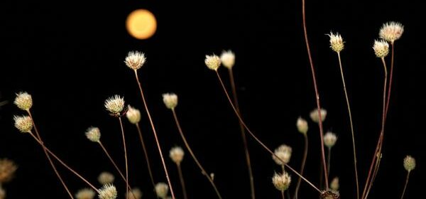 What Is a Flower Moon Spiritual Meaning