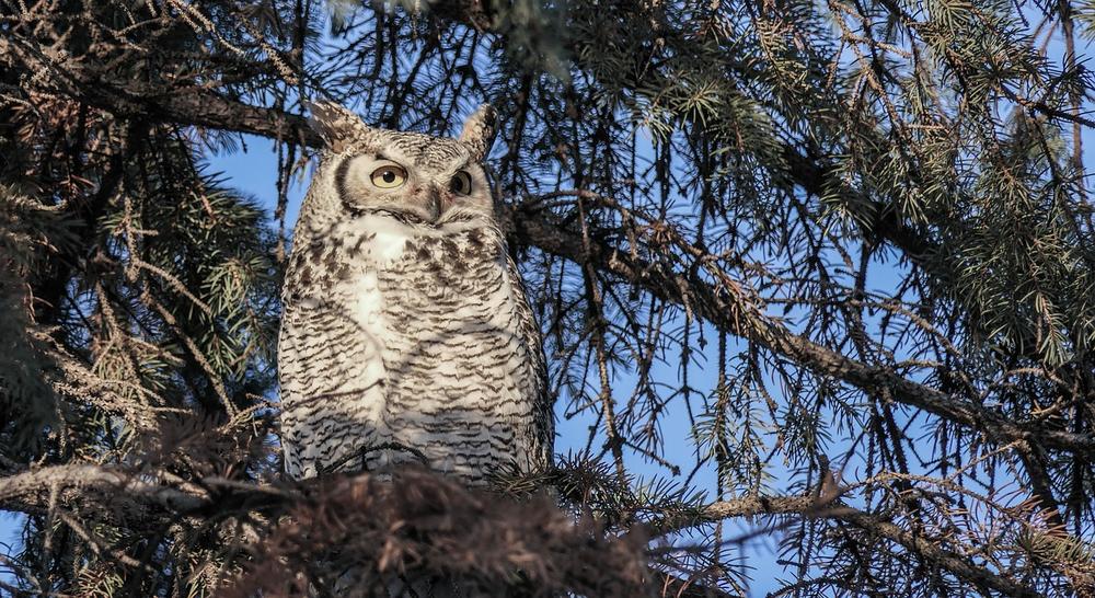 Exploring the Great Horned Owl's Spiritual Role in Nature