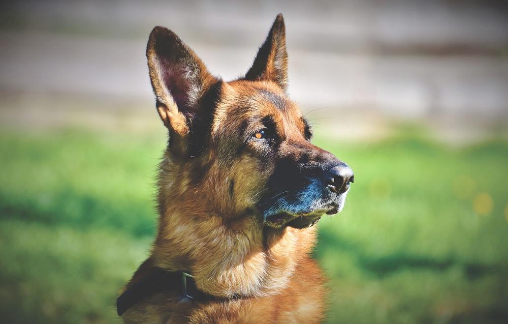 The Profound Spiritual Connection Fostered by German Shepherds