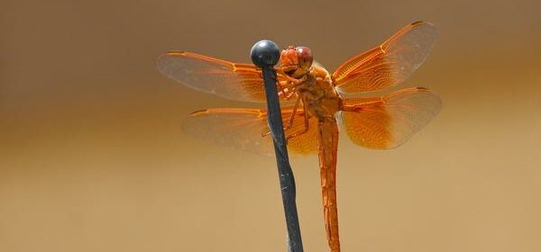 Orange Dragonfly Spiritual Meaning