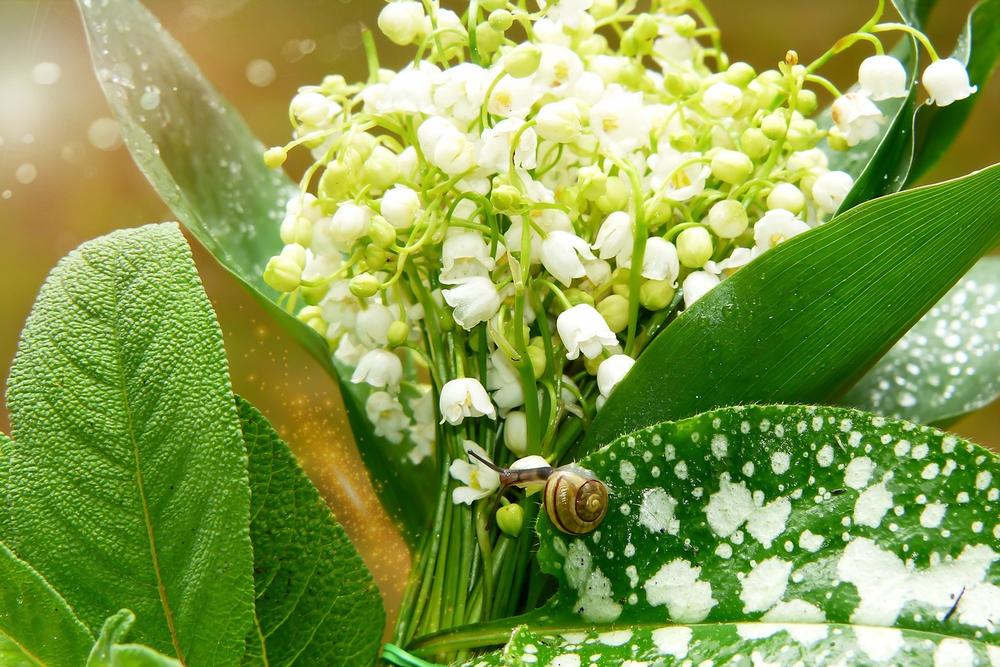 The Unique Characteristics of Lily of the Valley