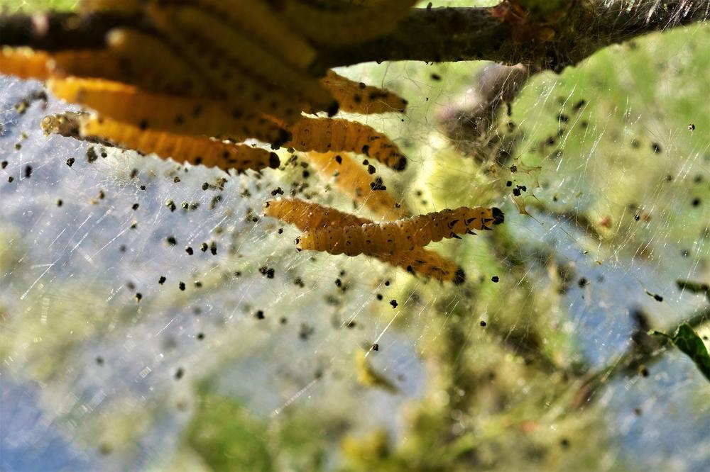 Exploring the Spiritual Significance of Caterpillars