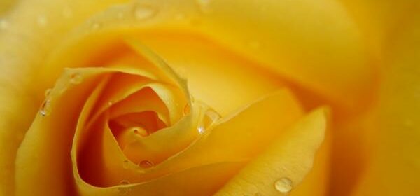What Is the Spiritual Meaning of Yellow Roses