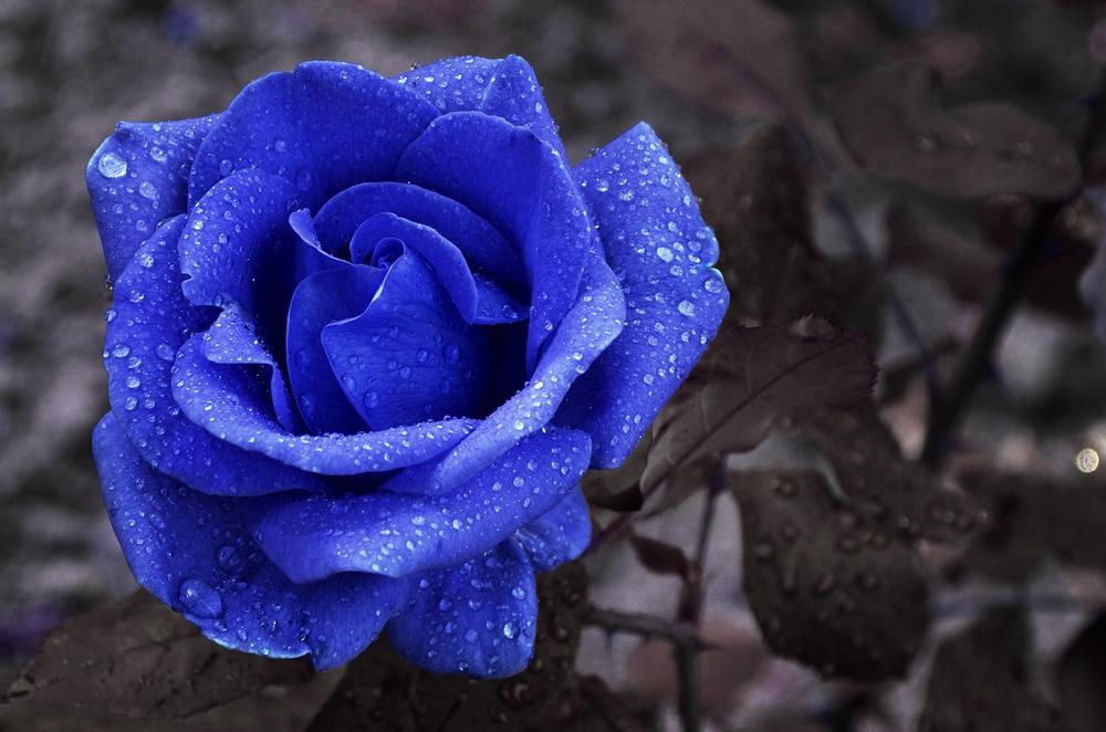 A Brief History of Blue Roses