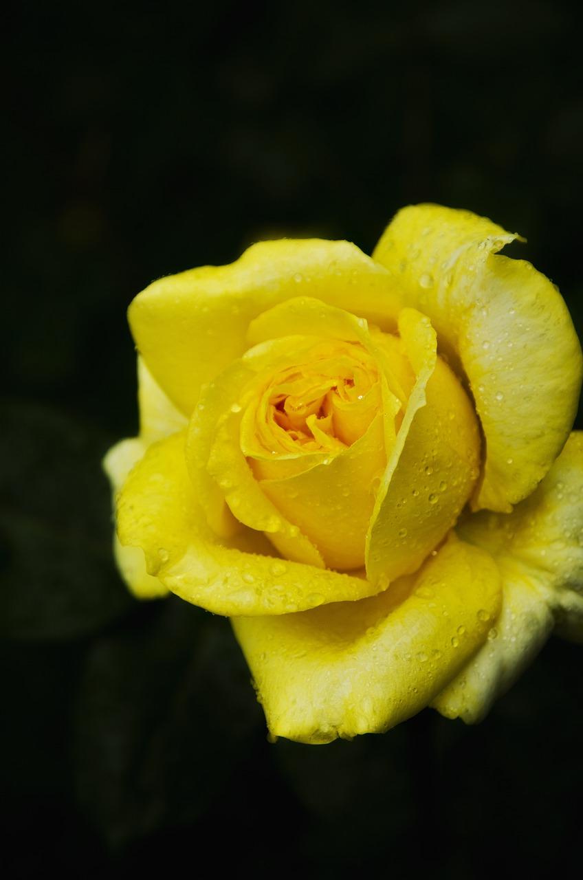 The Spiritual Significance of Yellow Roses