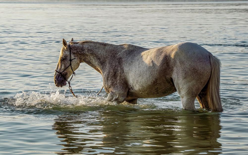 Symbolic Meaning of Walking in Water With Fish