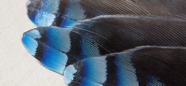 Blue Jay Feather Spiritual Meaning