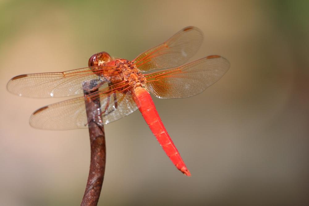 The Captivating Connection Between Orange Dragonflies and Spiritual Enlightenment