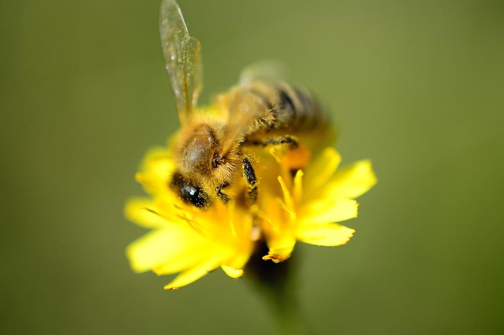 Unveiling the Symbolic Significance of Bee Pollen's Color Variations