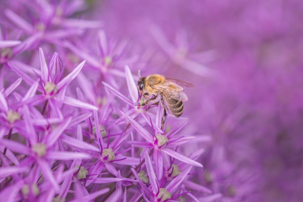 The Bee: A Divine Spirit Animal