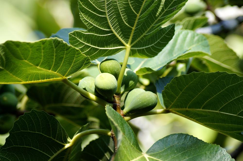 Fig Tree Spiritual Meaning