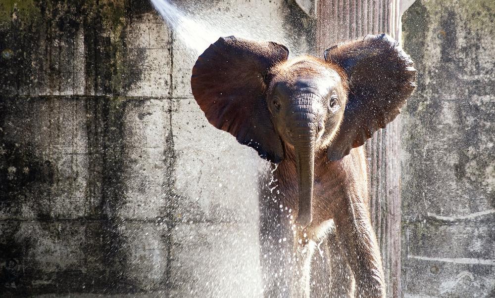 The Enchanting Energy of Elephants