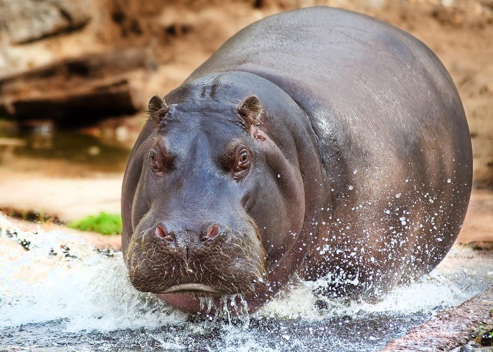 The Symbolic Meaning of Hippopotamus Dreams