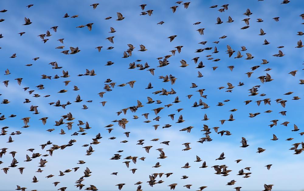 Exploring the Spiritual Message of a Flock of Birds