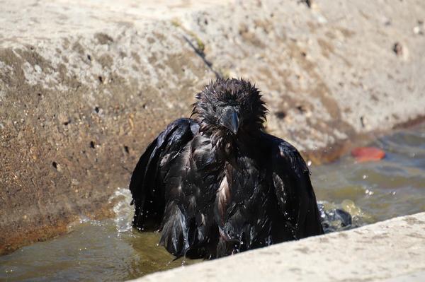 Dead Crow Meaning Spiritual