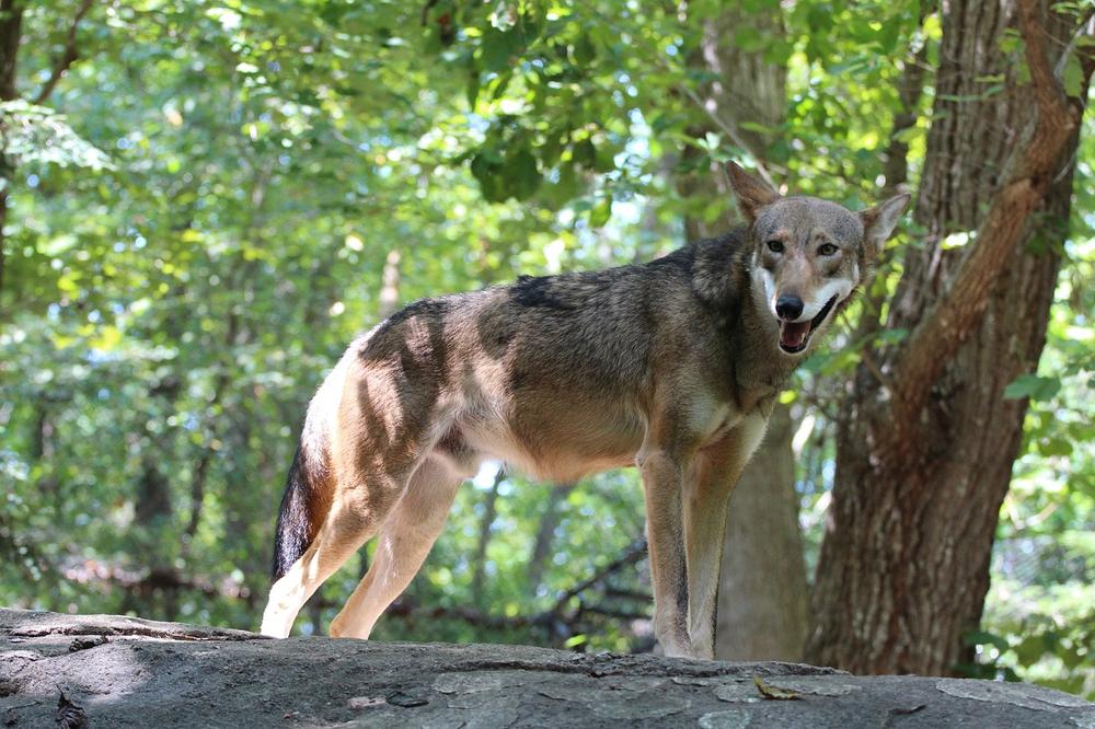 The Red Wolf as a Symbol of Transformation