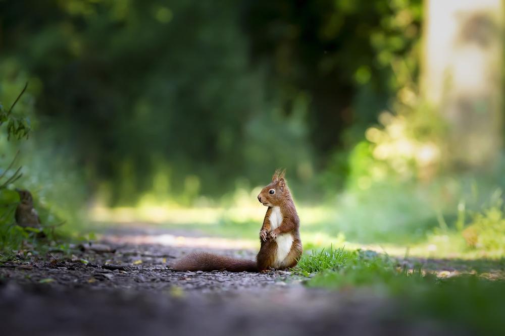 Understanding the Symbolic Meaning of Squirrels in Spirituality
